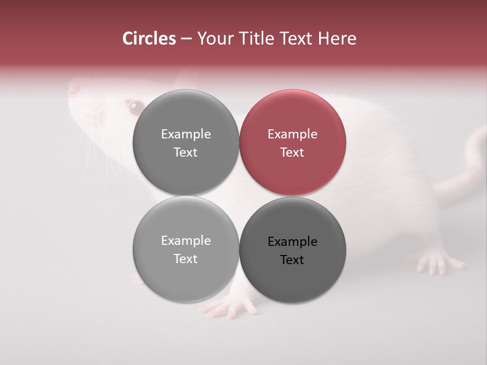 Pet Rodent Pest PowerPoint Template