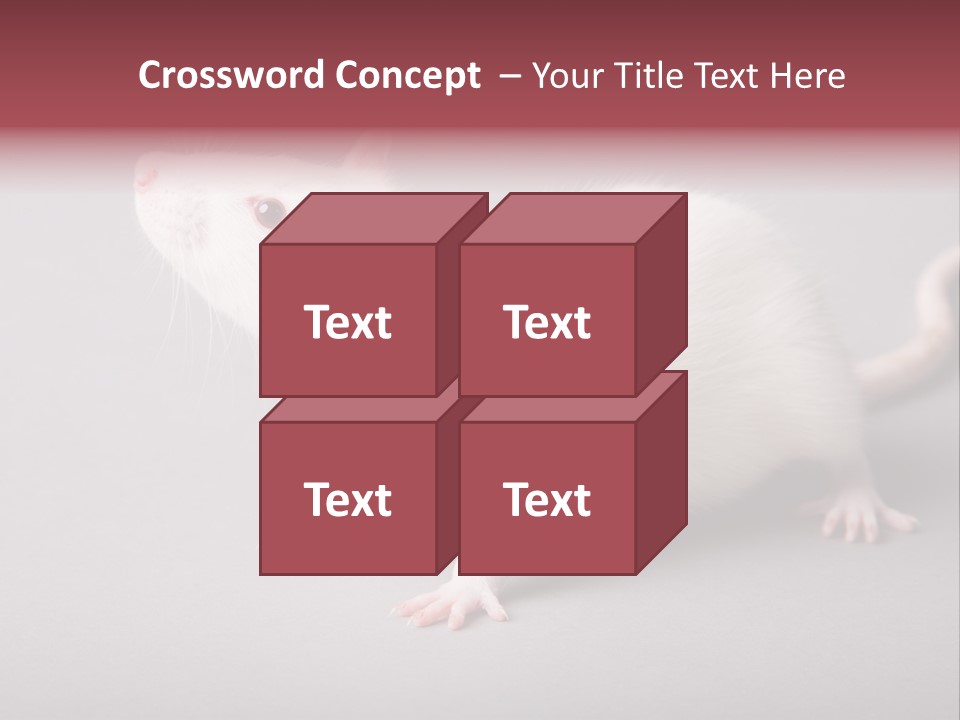 Pet Rodent Pest PowerPoint Template