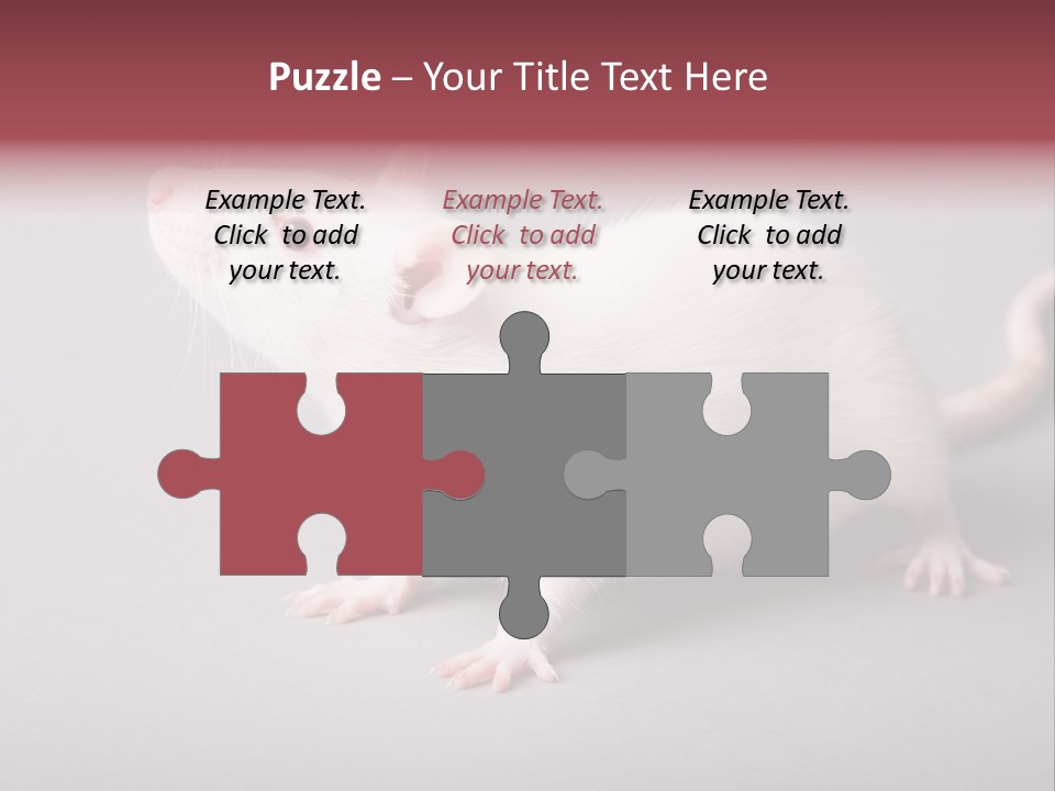 Pet Rodent Pest PowerPoint Template