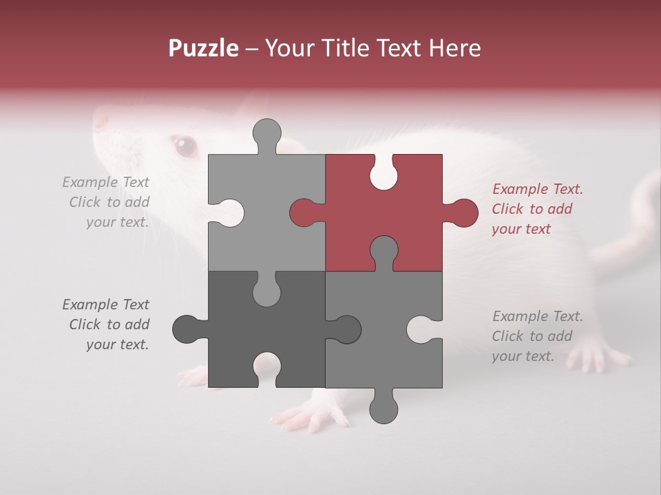 Pet Rodent Pest PowerPoint Template