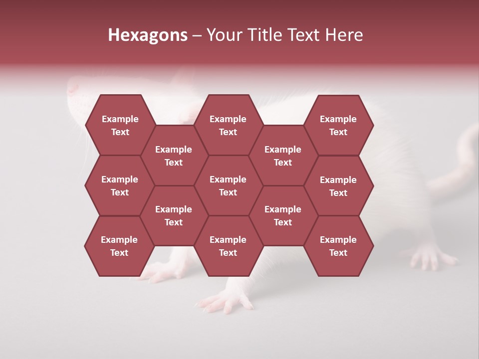 Pet Rodent Pest PowerPoint Template