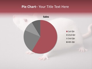 Pet Rodent Pest PowerPoint Template