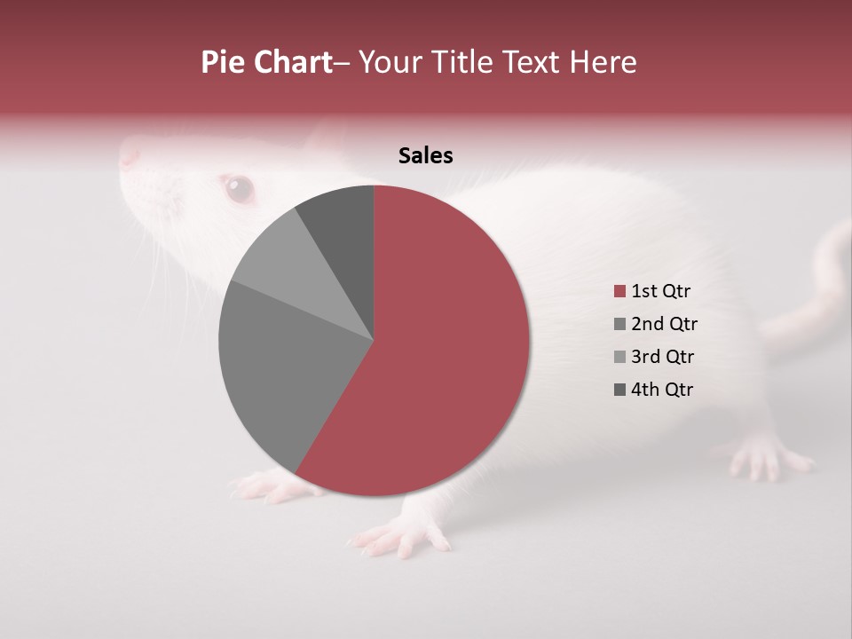 Pet Rodent Pest PowerPoint Template