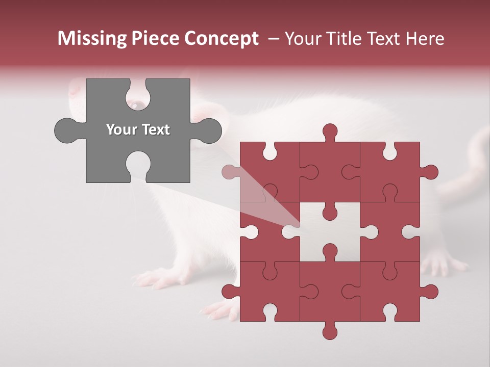 Pet Rodent Pest PowerPoint Template