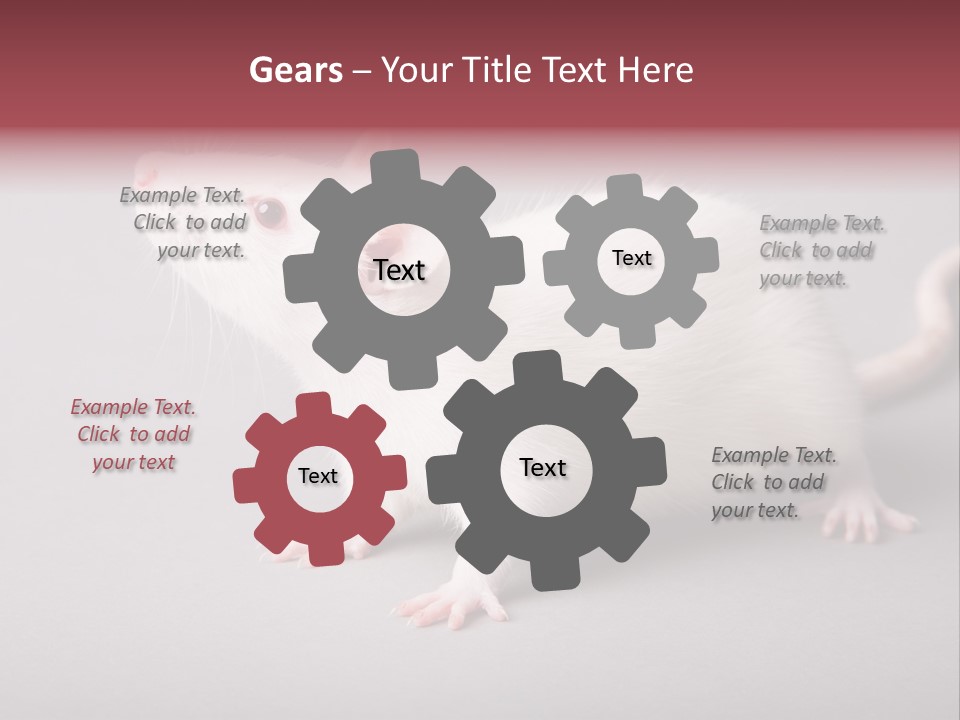 Pet Rodent Pest PowerPoint Template