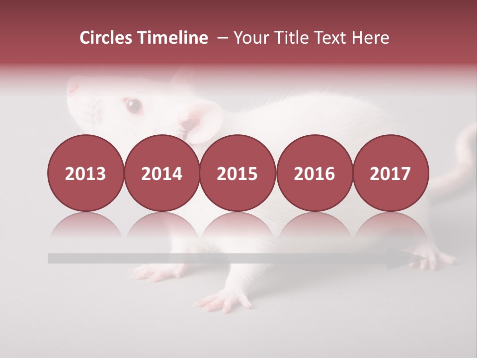 Pet Rodent Pest PowerPoint Template