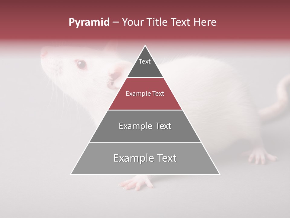 Pet Rodent Pest PowerPoint Template