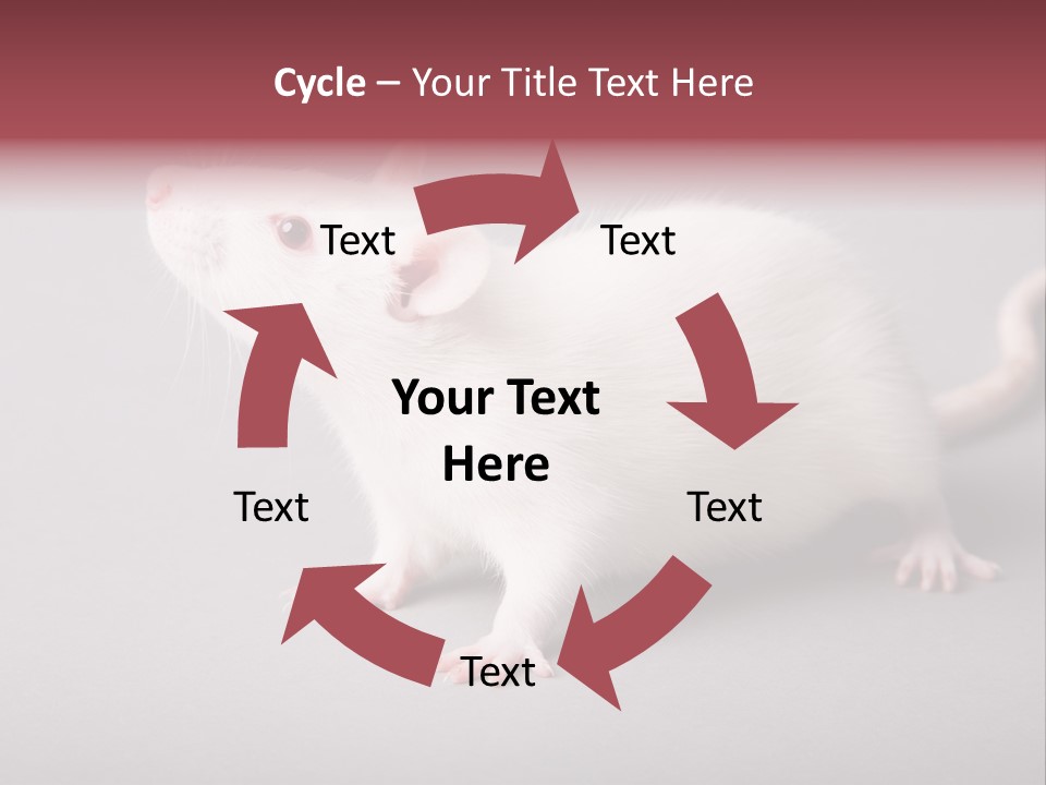 Pet Rodent Pest PowerPoint Template