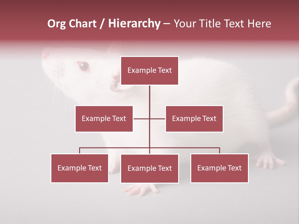 Pet Rodent Pest PowerPoint Template