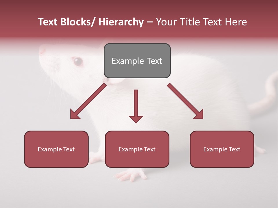 Pet Rodent Pest PowerPoint Template