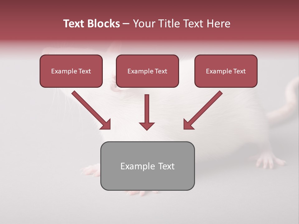 Pet Rodent Pest PowerPoint Template
