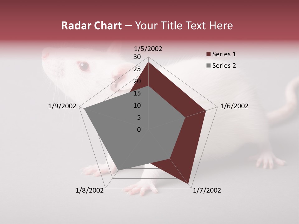 Pet Rodent Pest PowerPoint Template