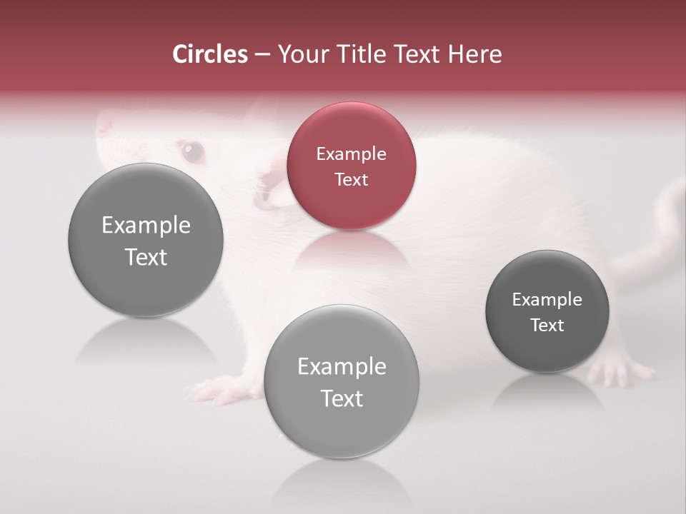 Pet Rodent Pest PowerPoint Template