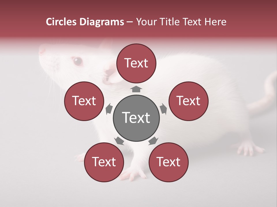 Pet Rodent Pest PowerPoint Template