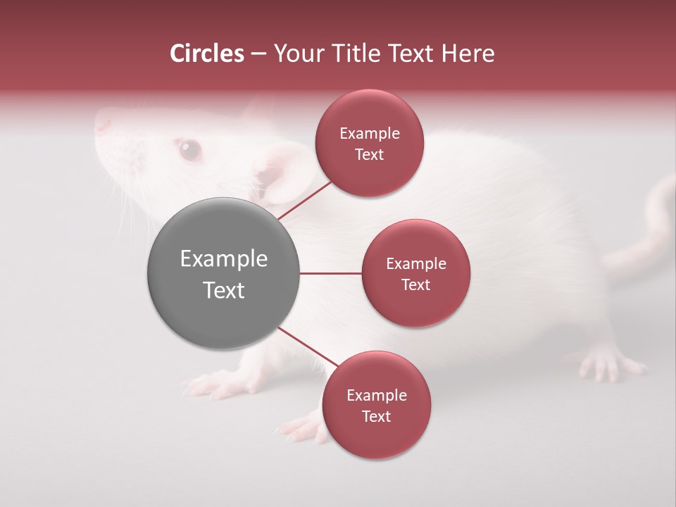 Pet Rodent Pest PowerPoint Template