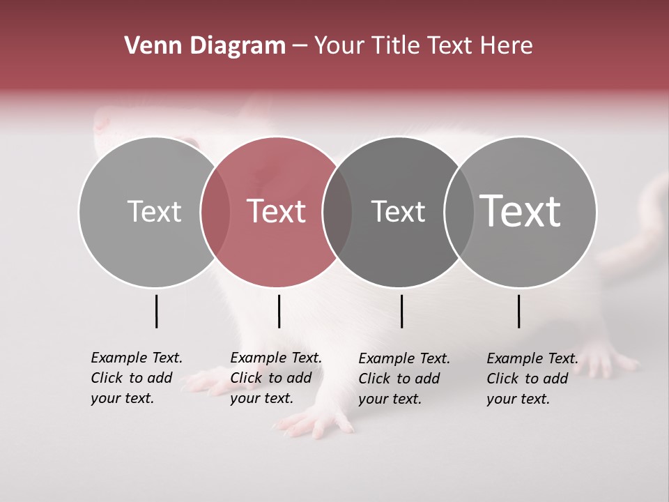 Pet Rodent Pest PowerPoint Template