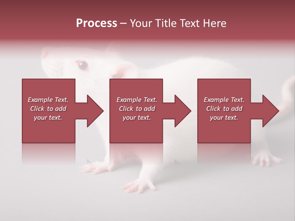 Pet Rodent Pest PowerPoint Template