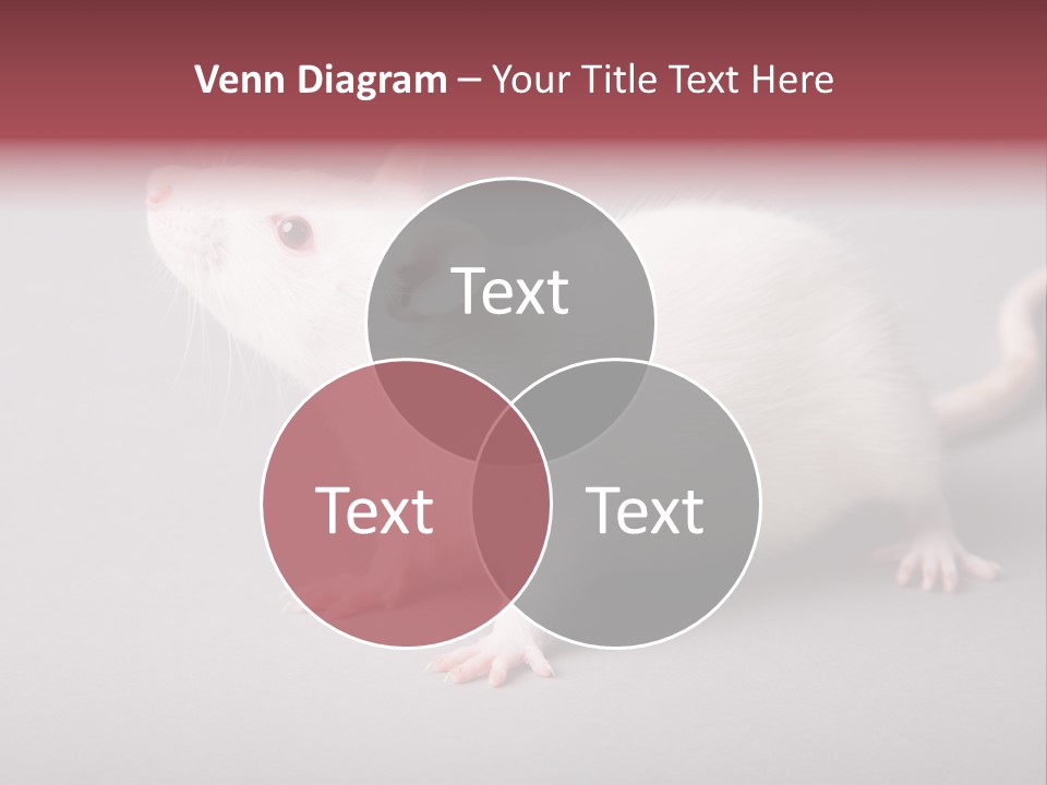 Pet Rodent Pest PowerPoint Template