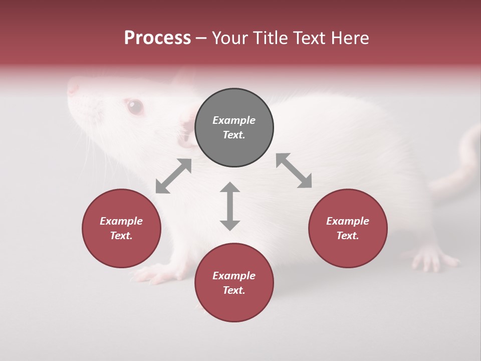 Pet Rodent Pest PowerPoint Template