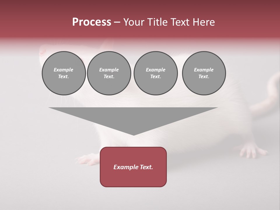 Pet Rodent Pest PowerPoint Template