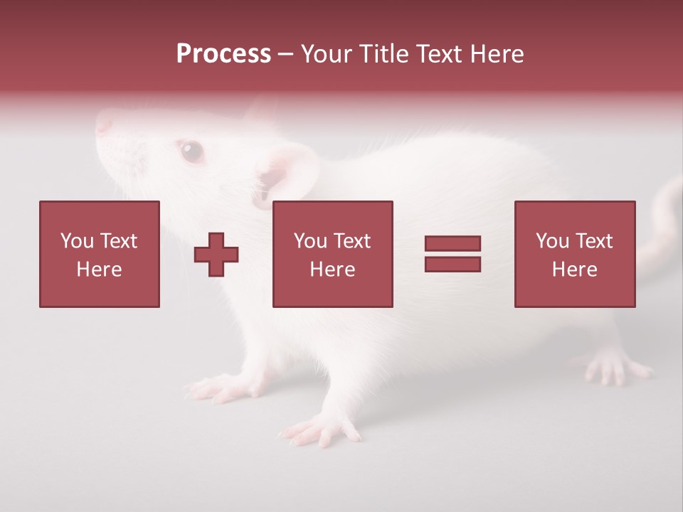 Pet Rodent Pest PowerPoint Template