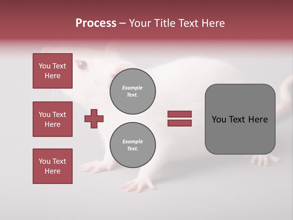 Pet Rodent Pest PowerPoint Template