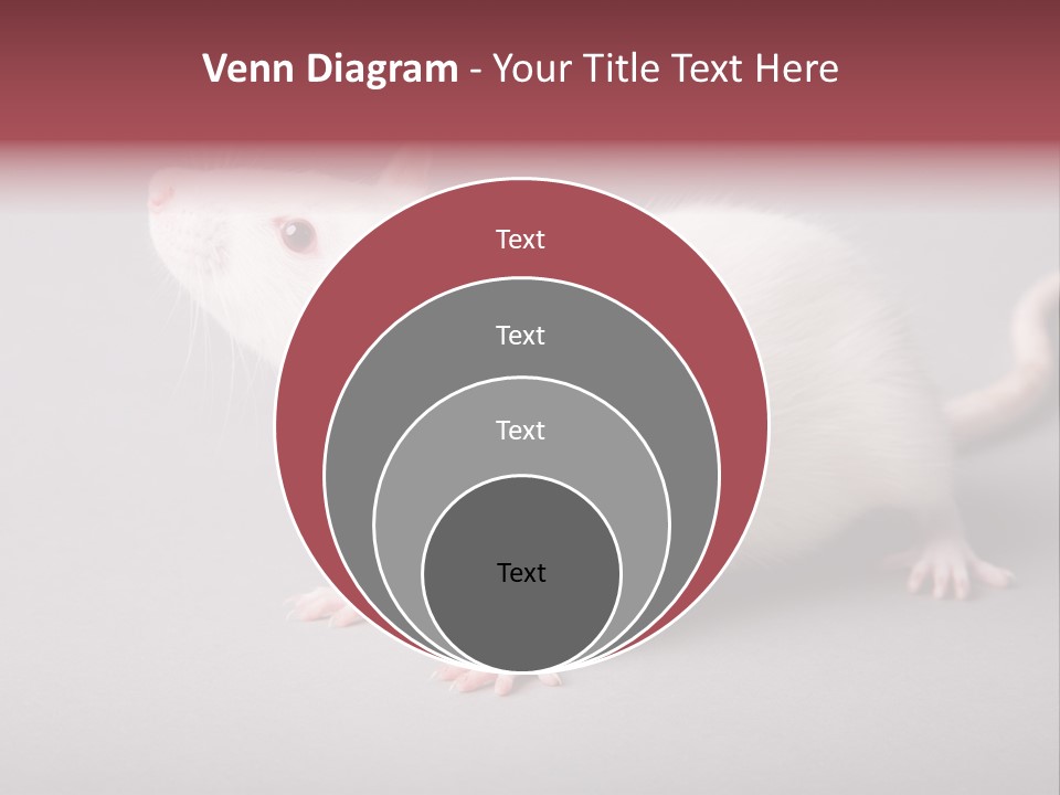 Pet Rodent Pest PowerPoint Template