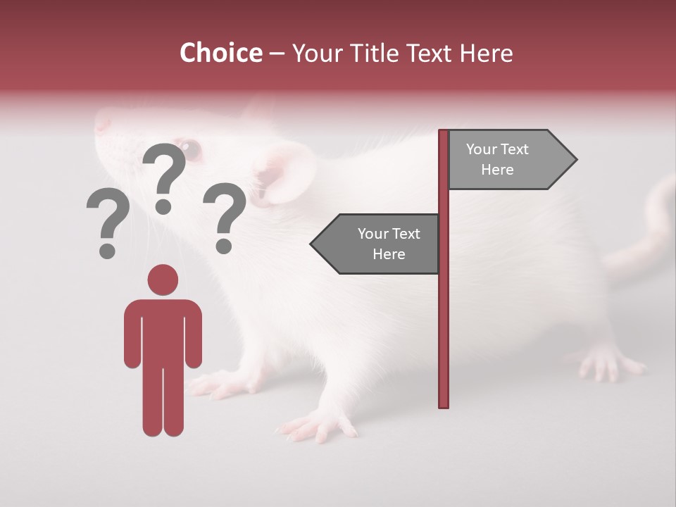 Pet Rodent Pest PowerPoint Template