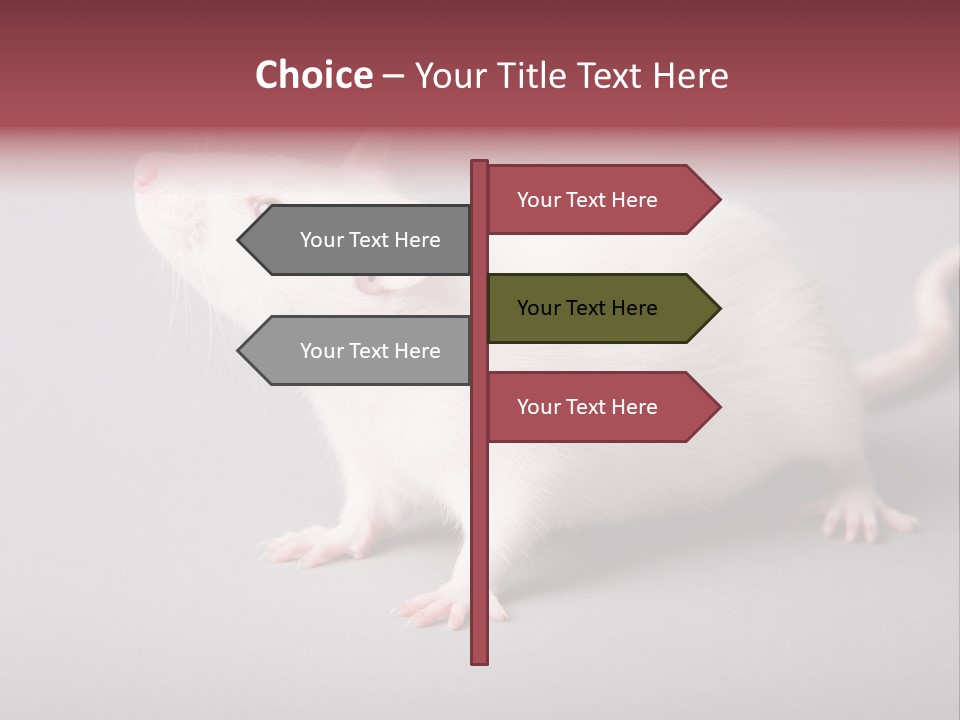 Pet Rodent Pest PowerPoint Template