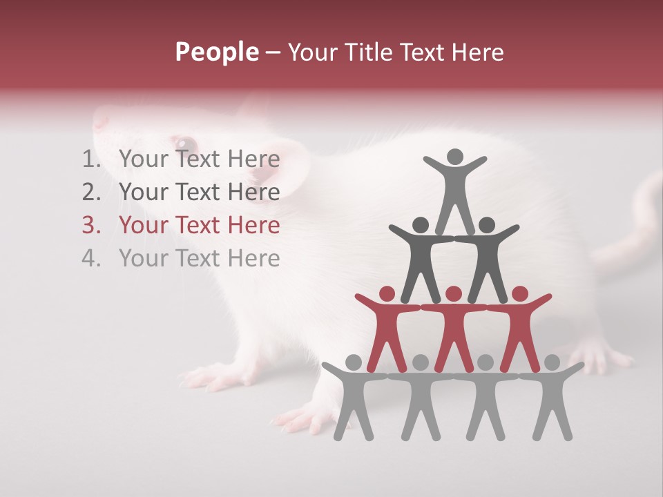 Pet Rodent Pest PowerPoint Template