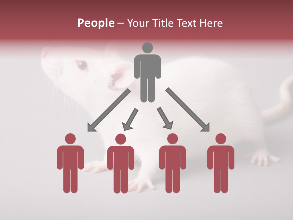 Pet Rodent Pest PowerPoint Template