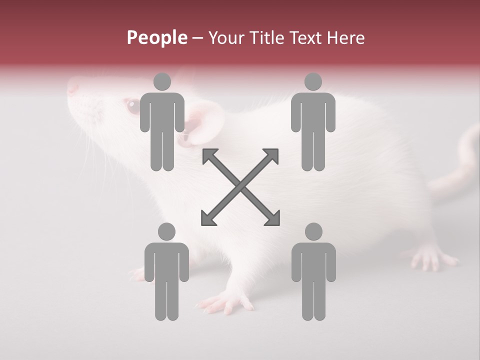 Pet Rodent Pest PowerPoint Template