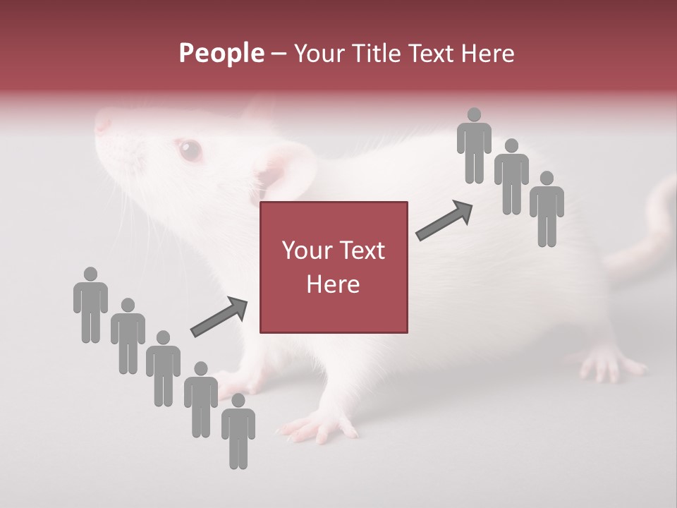 Pet Rodent Pest PowerPoint Template