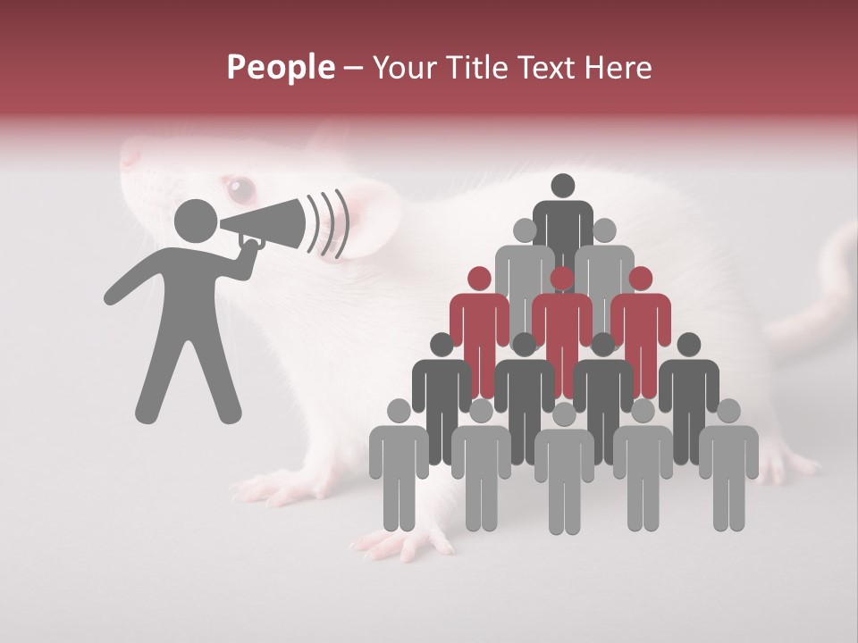 Pet Rodent Pest PowerPoint Template