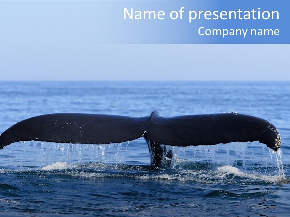 Black Large Whale PowerPoint Template
