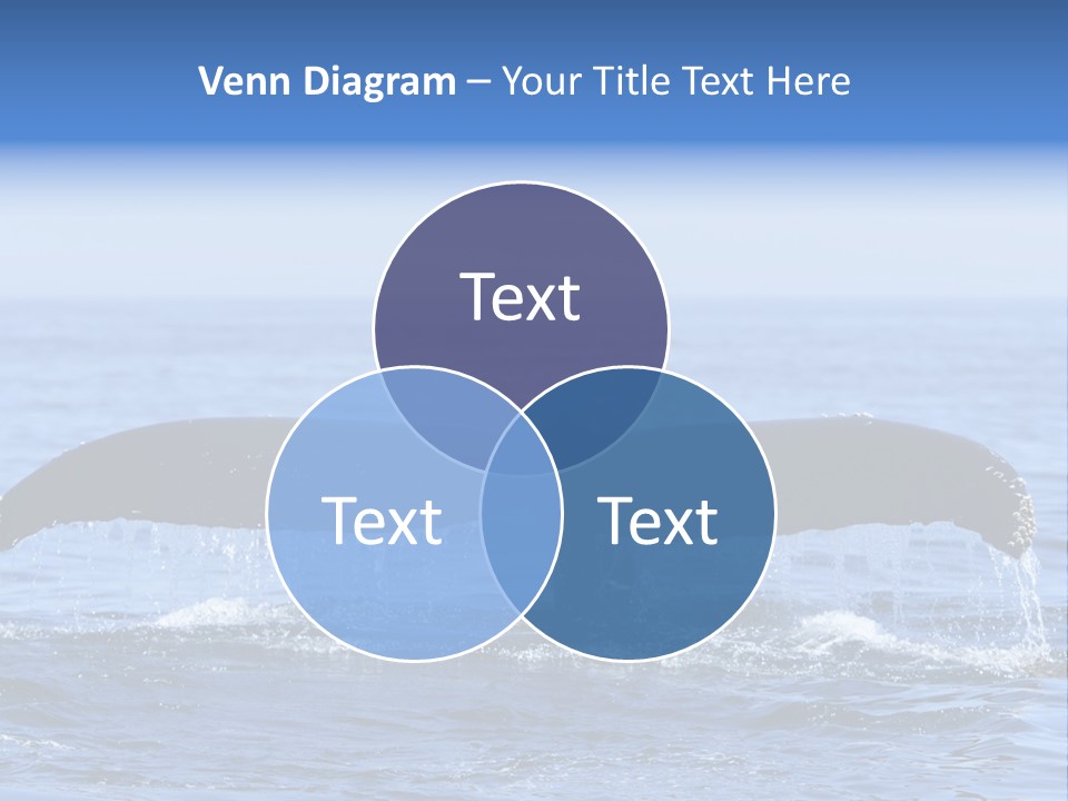 Black Large Whale PowerPoint Template