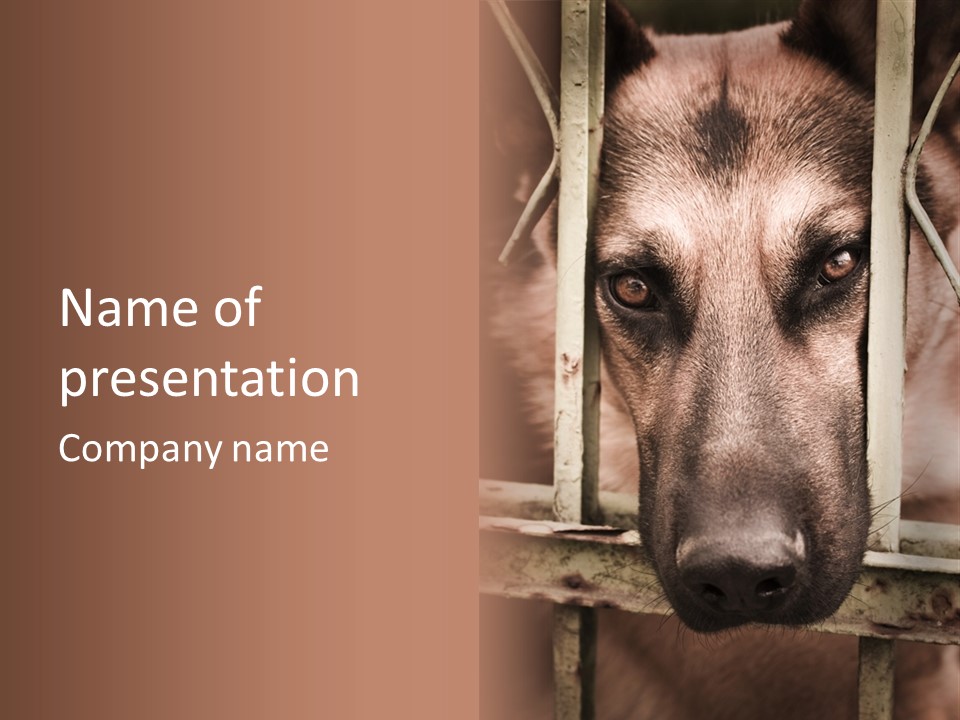 Pooch Closeup Outdoor PowerPoint Template