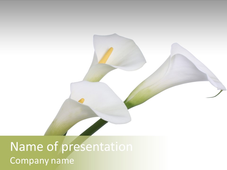 Pure Yellow Delicate PowerPoint Template