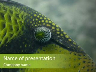 Fish Eye Triggerfish PowerPoint Template