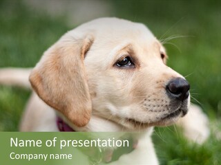 Lawn Portrait Retriever PowerPoint Template