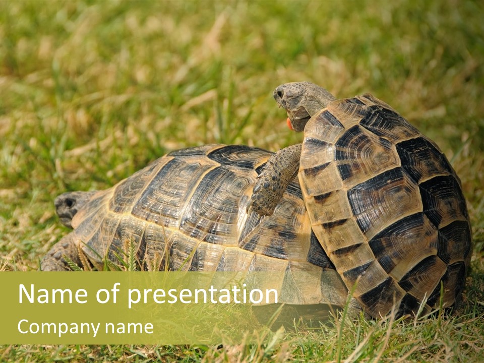 Tortoise Herpetology Turtle PowerPoint Template