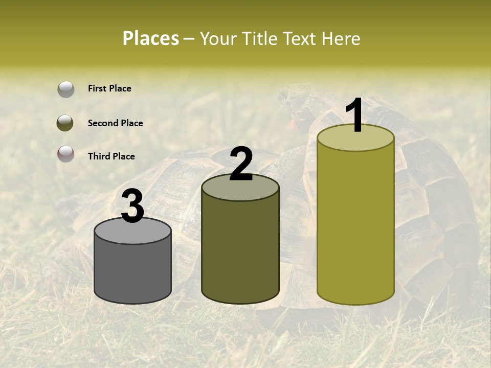 Tortoise Herpetology Turtle PowerPoint Template
