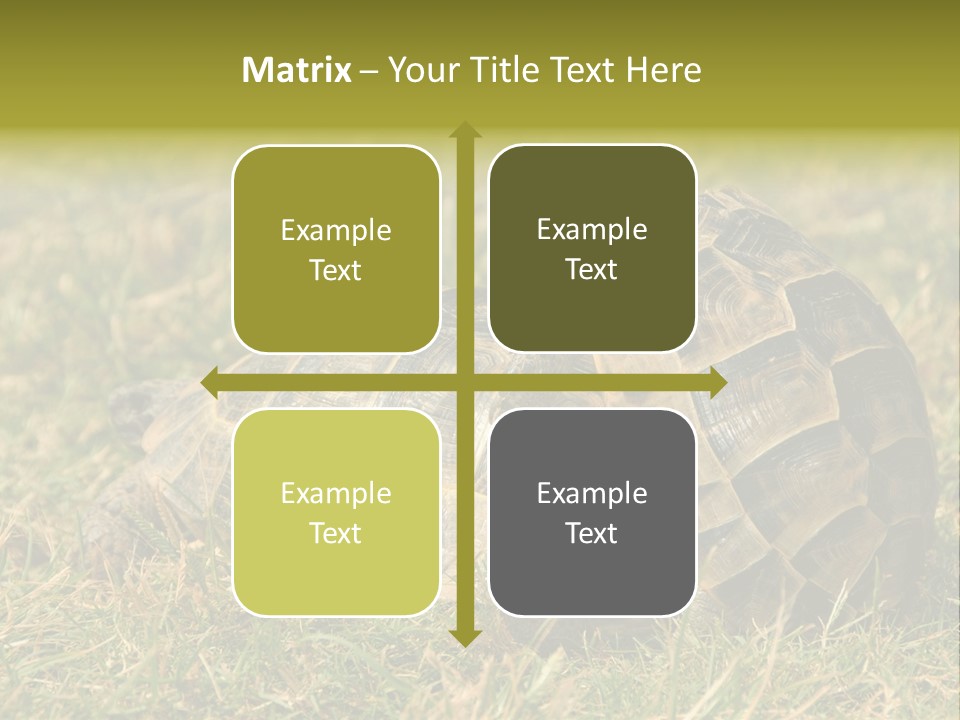 Tortoise Herpetology Turtle PowerPoint Template