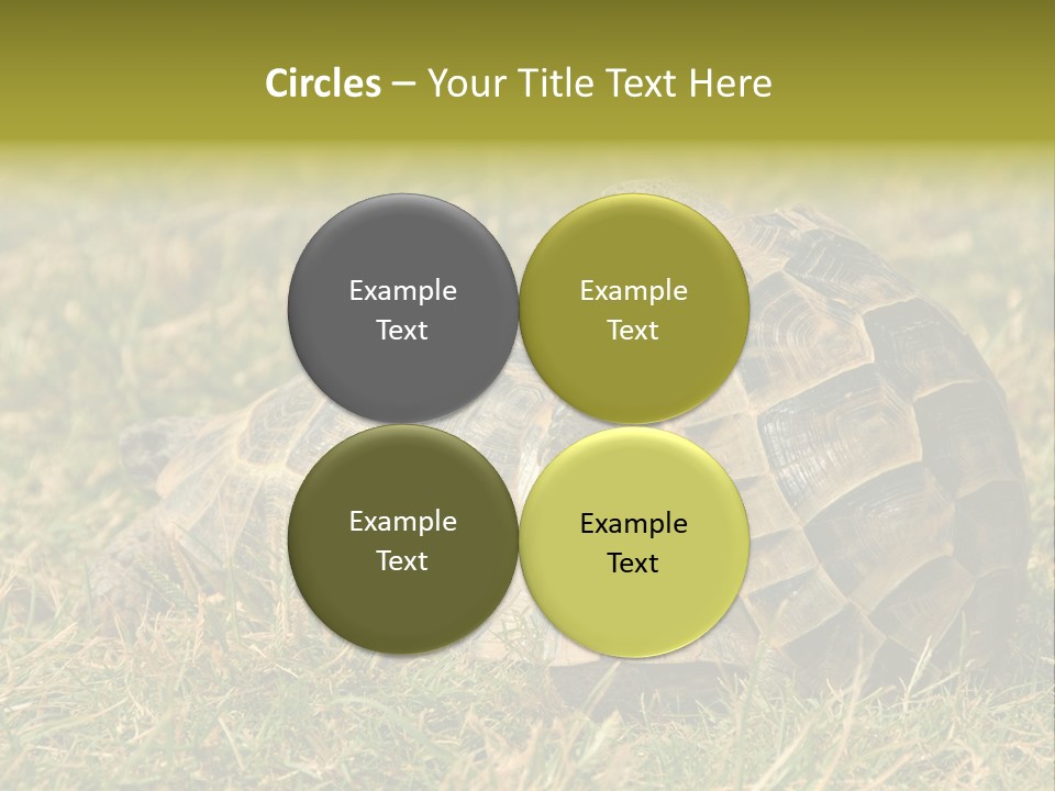 Tortoise Herpetology Turtle PowerPoint Template
