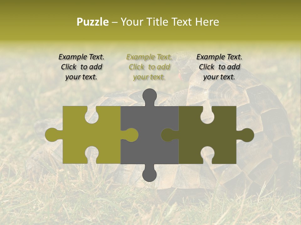 Tortoise Herpetology Turtle PowerPoint Template