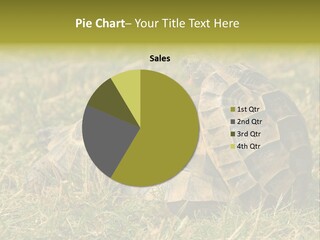 Tortoise Herpetology Turtle PowerPoint Template