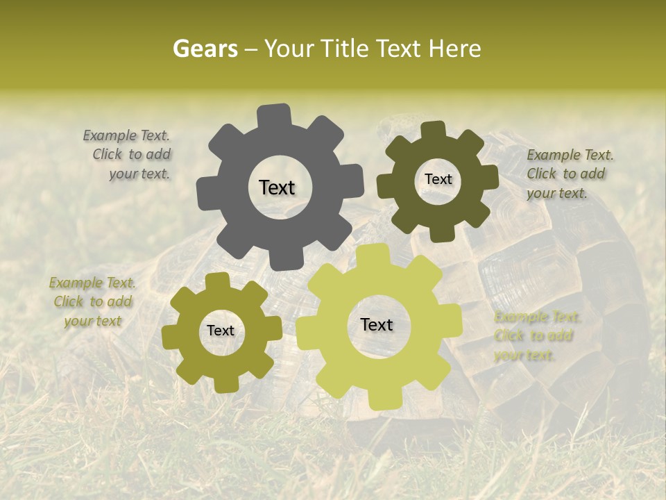 Tortoise Herpetology Turtle PowerPoint Template