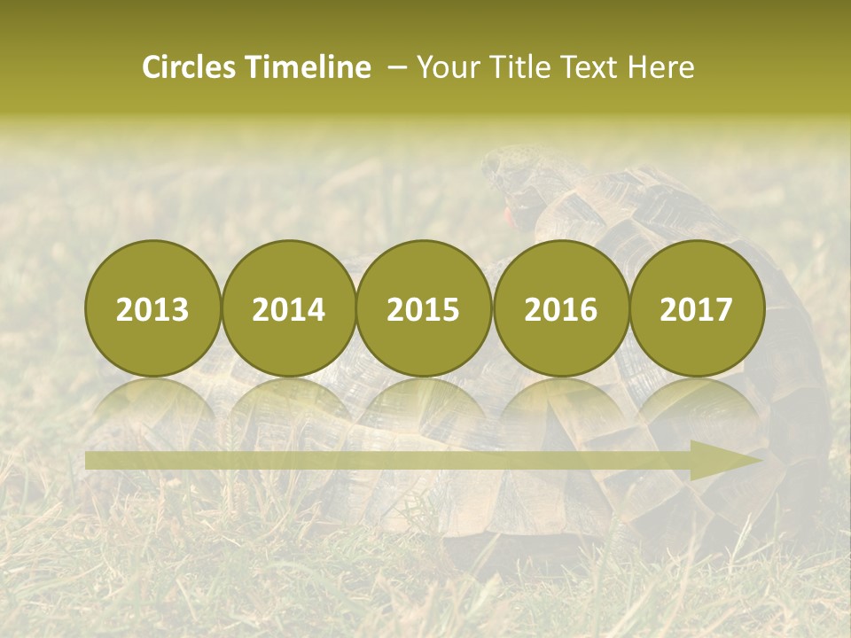 Tortoise Herpetology Turtle PowerPoint Template