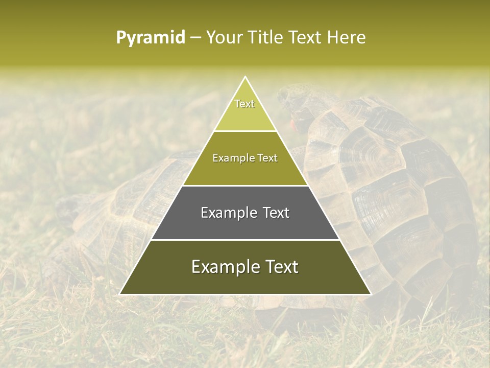 Tortoise Herpetology Turtle PowerPoint Template