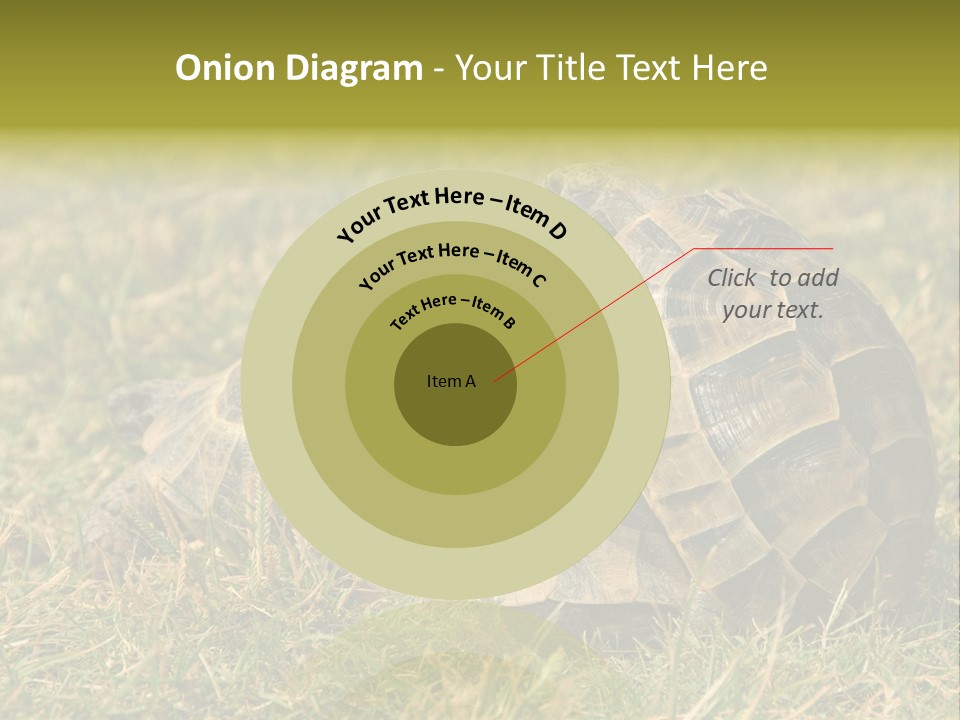 Tortoise Herpetology Turtle PowerPoint Template
